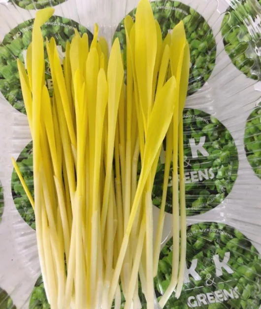 Микрозелень кукурузы